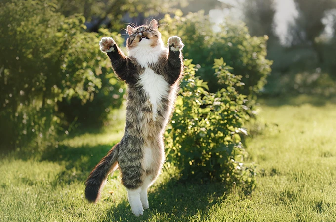 strong-immune-system