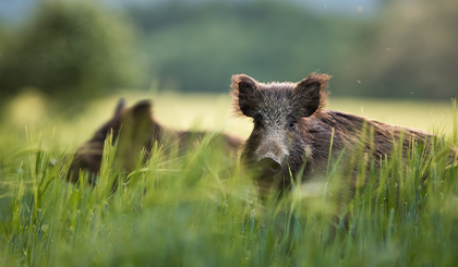gpc-katze-frisches-wildschwein