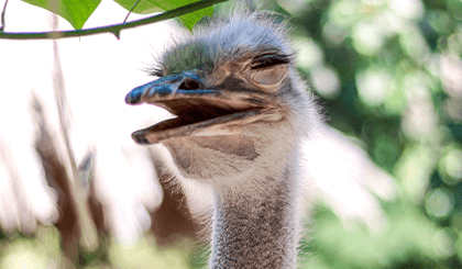 frischer-strau&szlig;