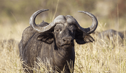 frischer-wasserb&uuml;ffel