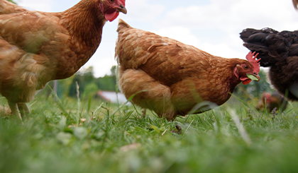 Sanabelle Katzentrockenfutter Geflügelfleisch