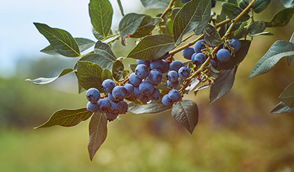 Sanabelle Heimat Katzentutter blaubeeren-und-preiselbeeren