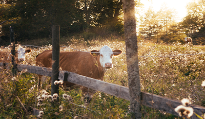 Sanabelle Heimat Katzentutter simmentaler-landrind