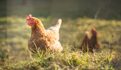 Sanabelle Heimat Katzentutter tierwohl-huhn