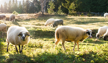 frisches-lamm