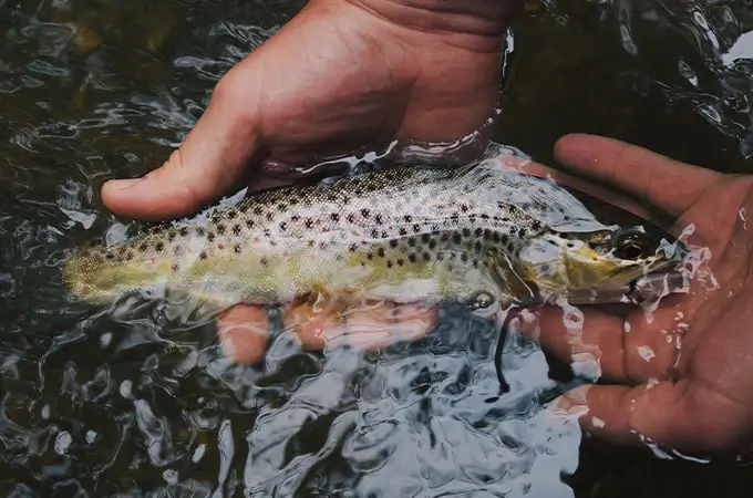 sanabelle katzennassfutter-forelle