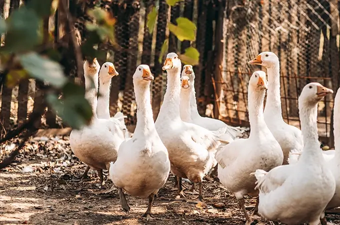 sanabelle katzennassfutter-gans
