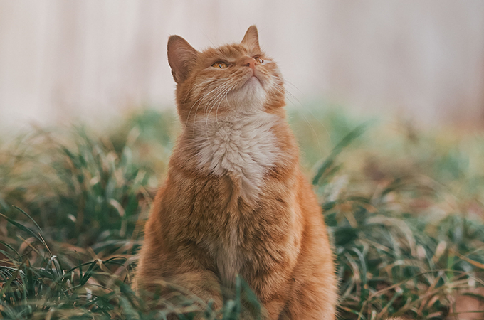 reduzierter-energiegehalt-kastrierte-katzen