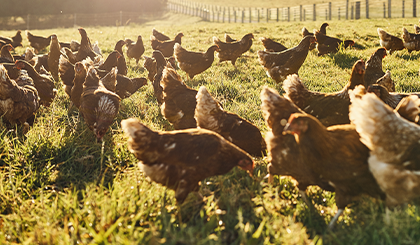 sanabelle katzennassfutter-huhn