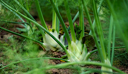 hpc-oven-baked-fenchel