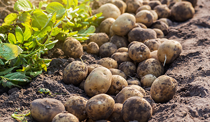 Sanabelle Katzentrockenfutter rezepturen-ohne-getreide