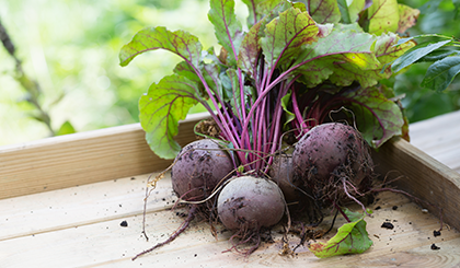 hpc-oven-baked-frische-rote-beete