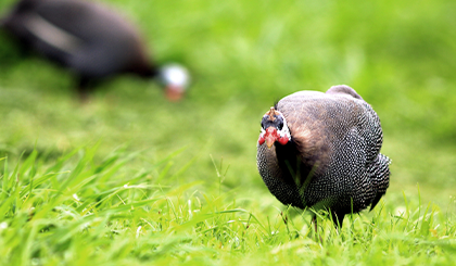 bosch-soft-frisches-perlhuhn