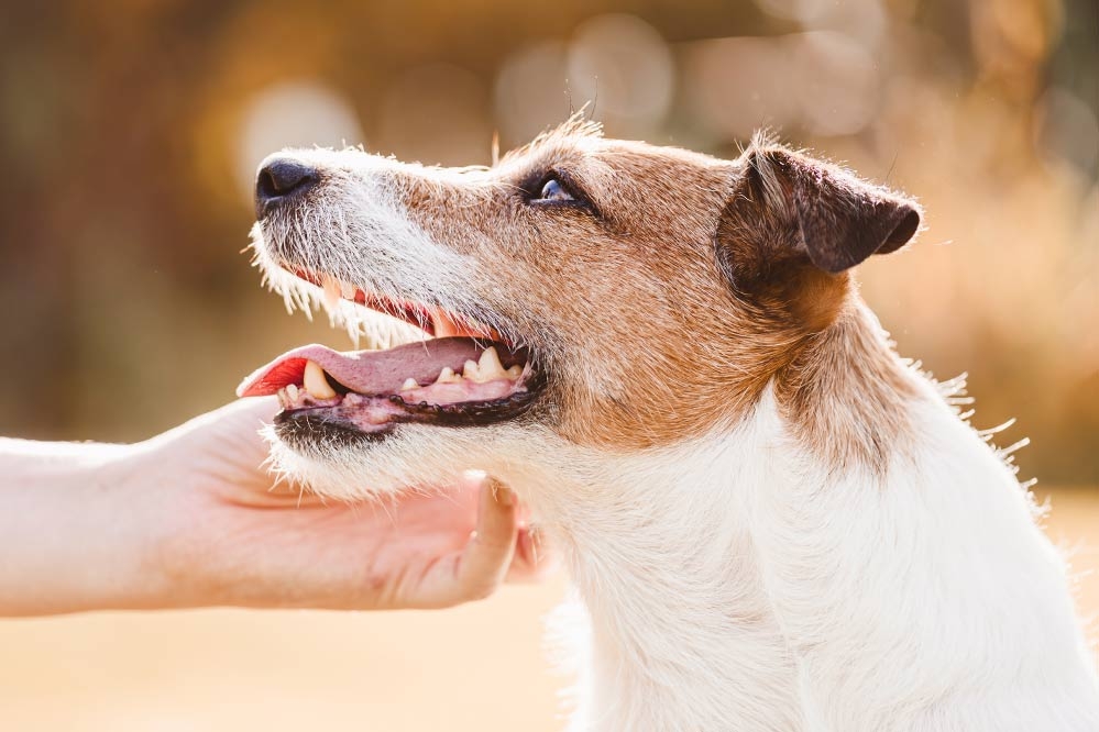 Zahnpflege beim Hund: Der komplette Ratgeber | bosch