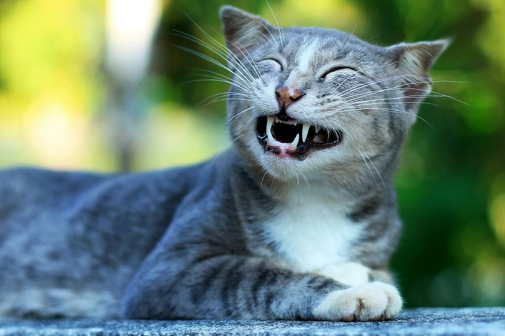 Katzen-Zahngesundheit: Der komplette Ratgeber für gesunde Zähne