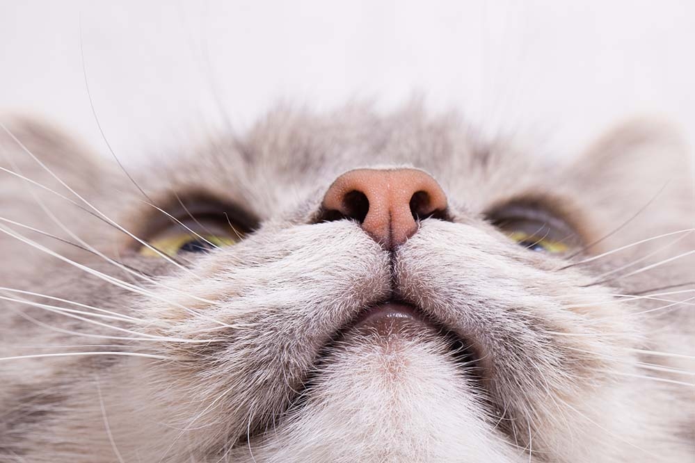 Die Katzennase – ein kleines Wunder der Natur