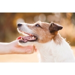 Zahnpflege beim Hund: Der komplette Ratgeber | bosch