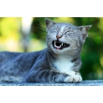 Katzen-Zahngesundheit: Der komplette Ratgeber für gesunde Zähne