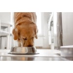 Purinarmes Hundefutter