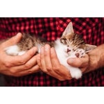 Dein Kitten zieht ein - Die richtige Eingewöhnung