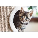 erstausstattung kitten