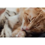 futtermittelallergie katze