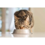 futterumstellung-katze