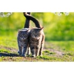 katze glänzendes Fell