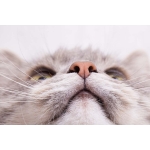 Die Katzennase – ein kleines Wunder der Natur