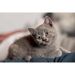  katzenbaby zieht ein