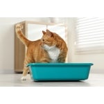 Struvitsteine Katze
