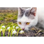 Was dürfen Katzen nicht Fressen