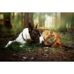 Trockenfutter hat die beste Umweltbilanz - CO2-Fußabdruck von Hunden und Katzen