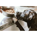 Storage dog food