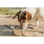 Tipps zur Fütterung - Was sollte ich bei beim füttern meines Hundes beachten?