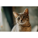 sensitive cat food