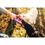 Great dog games with lots of fun and action outside
