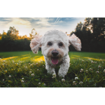 Zecken beim Hund: Parasiten vorbeugen & entfernen