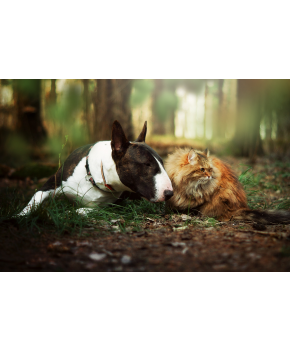 Dry food has the best environmental footprint - CO2 footprint of dogs and cats