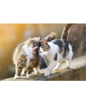 Urinary cat food - feeding cats with sensitive urinary organs correctly