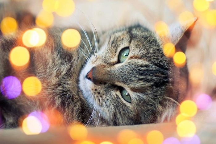 Silvester mit Katze. So gestaltest Du einen entspannten R&uuml;ckzugsort.