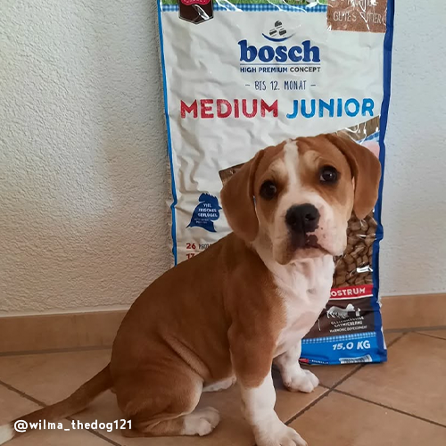 bosch Medium Junior | Hundefutter fr mittelgroe Welpen - bosch Tiernahrung