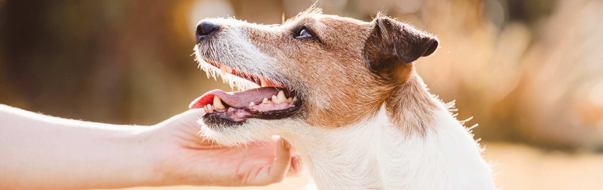 Zahnpflege beim Hund: Der komplette Ratgeber | bosch