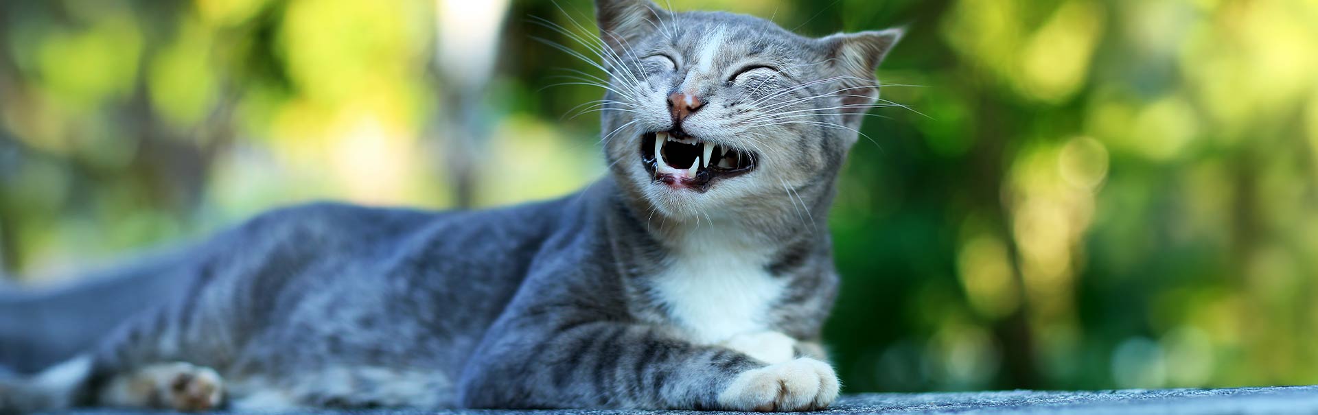 Katzen-Zahngesundheit: Der komplette Ratgeber für gesunde Zähne