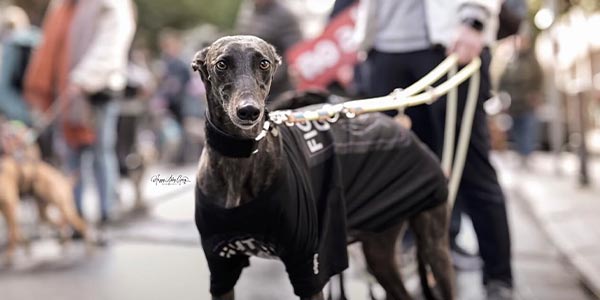 Galgomarsch Köln Galgomarsch Köln