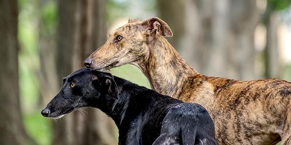 Galgos - spanische Windhunde Galgos - spanische Windhunde