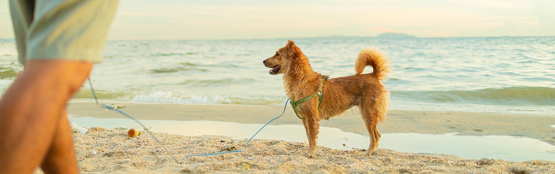 Leishmaniose beim Hund