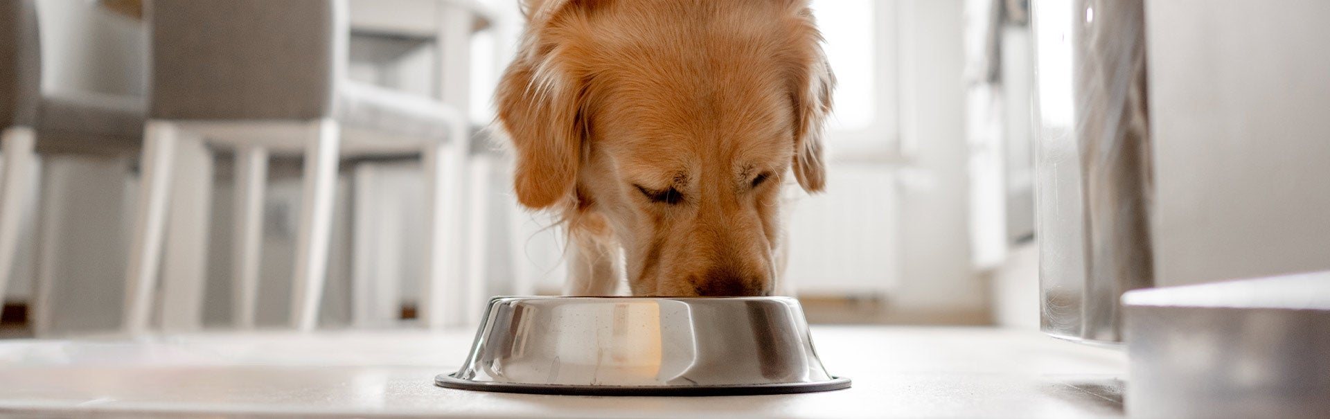 Purinarmes Hundefutter