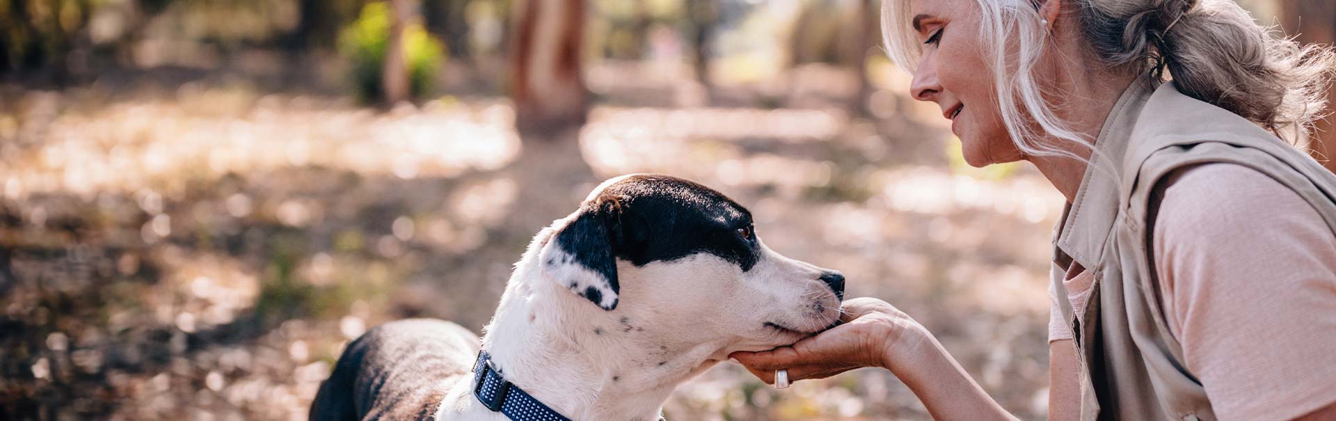 The right food for senior dogs