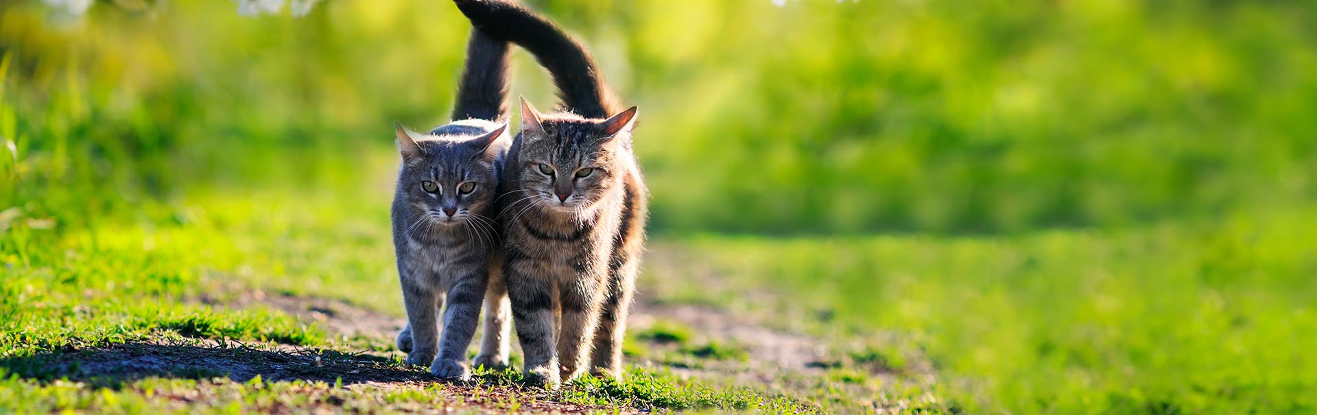 katze glänzendes Fell